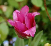 DSC_5068.2.webp