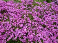 DSC03020.webp