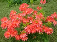 DSC03050.webp