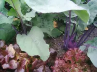 17.Mai 2013 (12).webp