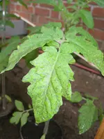 GEDC4042.webp