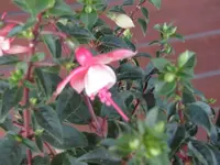 002.webp