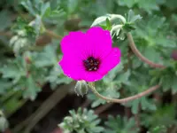 Geranium cinereum Guiseppi.webp