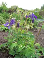 Aquilegia alpina.webp