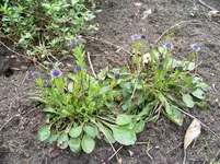 Globularia punktata.webp