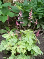 Heucherella Vicking Ship.webp