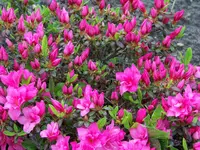 Zwerg-Rhododendron.webp
