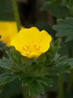 Polarfingerkraut (2).webp