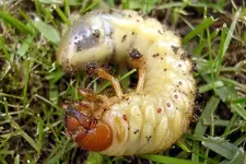 melolontha-melolontha-larve-foto-hellingman.webp