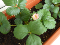 DSCN0416.webp
