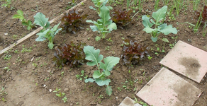 DSCN0439.webp