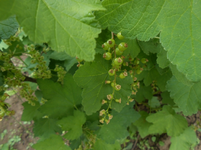 DSCN0441.webp