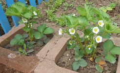 DSCN0444.webp