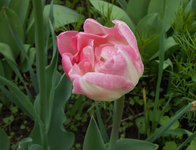 DSCN0446.webp