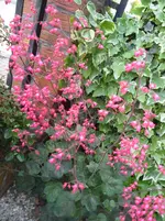 SAM_1199.webp
