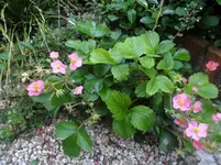 SAM_1200.webp