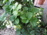 SAM_1198.webp