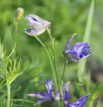 Feldritter erste BL.14.5. +.webp