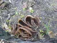 Pilze.webp