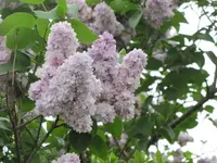 046.webp