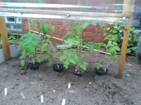 Tomaten 2013-05-22 b.webp