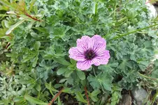 2013_0520Frühling0007.webp