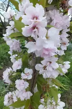 2013_0520Frühling0012.webp