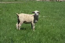 2013_0518Frühling0026.webp