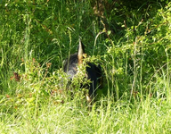 auf der Spur.webp