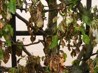 Apfel.webp
