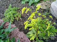 goldtröpfchen.webp