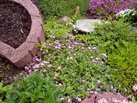 niedriges seifenkraut.webp