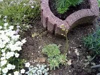 traubensteinbrech.webp