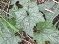 Gartenbilder vom 22.5.2013 028.webp