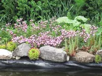 Gartenbilder vom 22.5.2013 004.webp