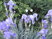 Gartenbilder vom 22.5.2013 059.webp