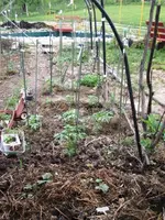 Gartenbilder vom 22.5.2013 040.webp