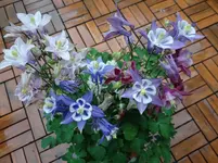 Akelei.webp