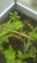 IMAG1405.webp