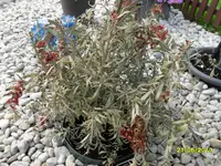 SAM_1059.webp