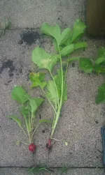 IMAG1409.webp