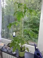 Tomate (Chicco Rosso) 2013-05-22.webp