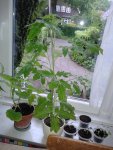 Tomate (Hildares) 2013-05-22.jpg