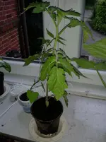 Tomate (Chicco Rosso) 2013-05-22 b.webp