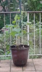 Gurke 2013-05-22 a.webp