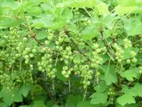 CIMG3280.webp