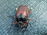 Maikäfer_5832.webp