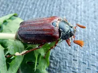 Maikäfer_5836.webp