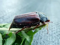 Maikäfer_5842.webp