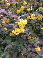 001.webp